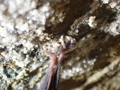 Rhinolophus hipposideros