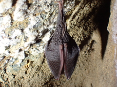 Rhinolophus hipposideros