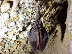 Rhinolophus hipposideros