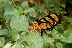 Methona themisto