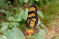 Methona themisto