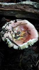 Russula ellenae