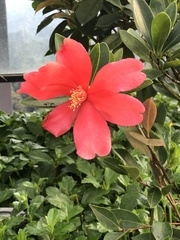 Camellia azalea