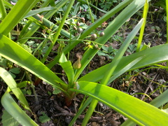 Allium decipiens quercetorum