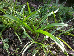 Allium decipiens quercetorum