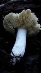 Russula ellenae