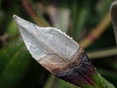 Monochroa melagonella