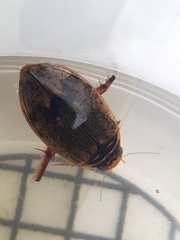 Thermonectus nigrofasciatus