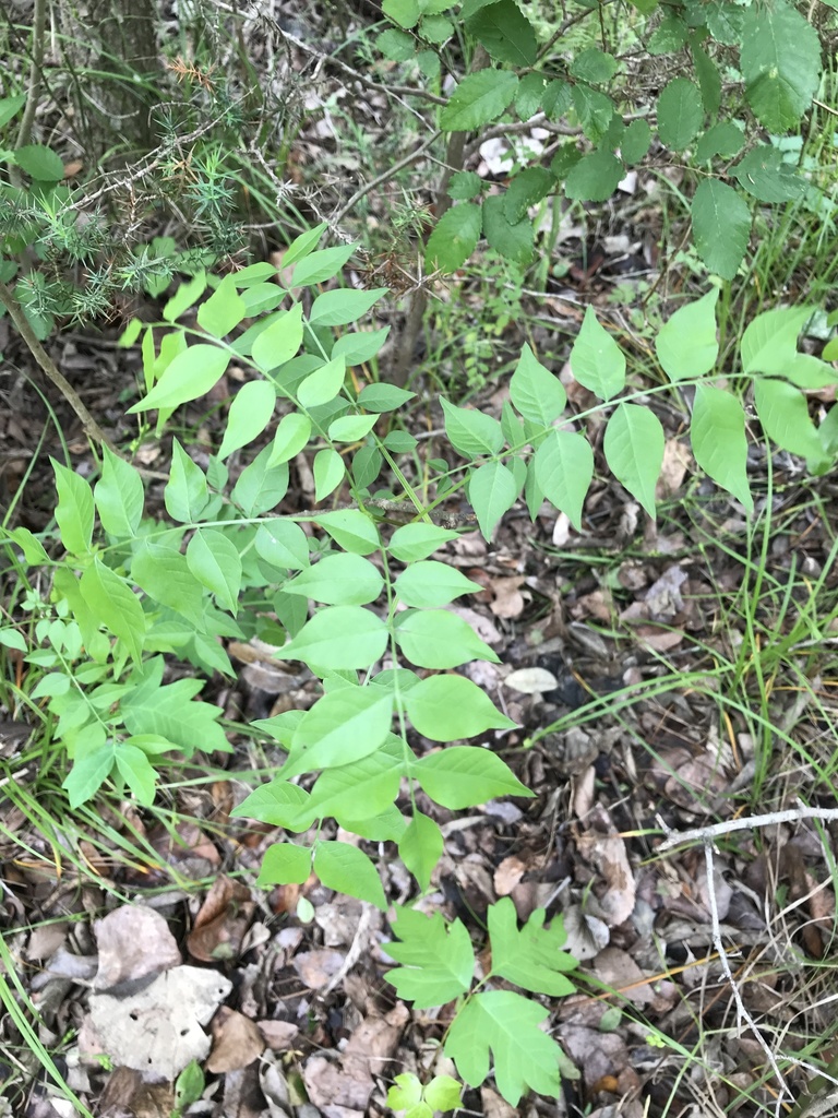 Pistacia chinensis, Irish Ln, Temple, TX, US