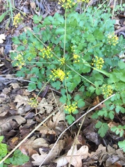 Lomatium californicum