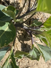 Datura wrightii