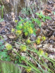 Lomatium californicum