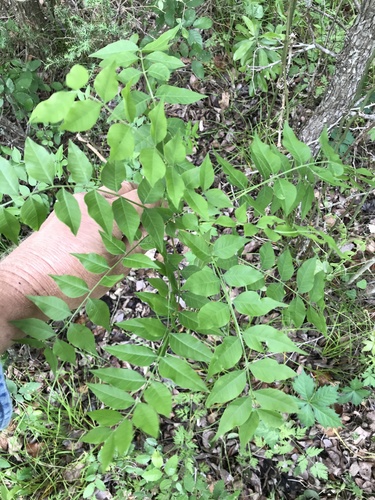 Pistacia chinensis