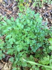 Lomatium californicum