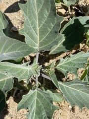 Datura wrightii