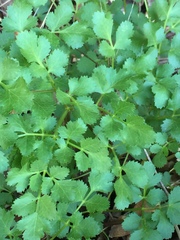 Lomatium californicum