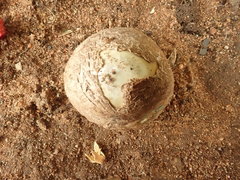 Itajahya galericulata