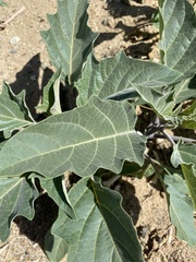 Datura wrightii