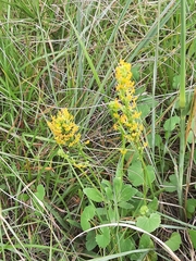 Manulea obovata