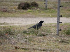 Corvus corone