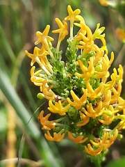 Manulea obovata
