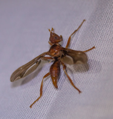 Pyrgota undata