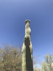 Carnegiea gigantea