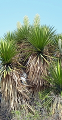 Yucca periculosa