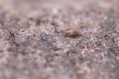 Trichopterapion holosericeum