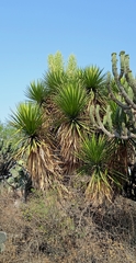 Yucca periculosa