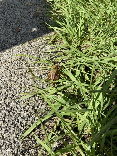 Eastern Lubber Grasshopper, Vine St, Saugus, MA, US, photo 8 of 10
