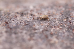 Trichopterapion holosericeum