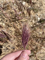 Bromus rubens