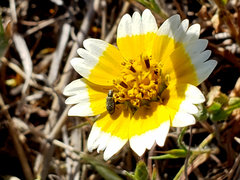 Layia chrysanthemoides