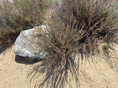 Eriogonum fasciculatum