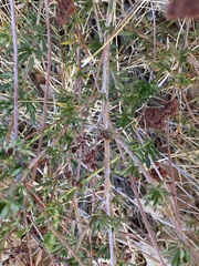 Eriogonum fasciculatum