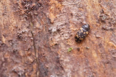 Mycetophagus atomarius