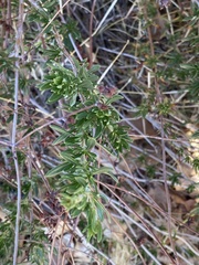Eriogonum fasciculatum