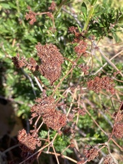 Eriogonum fasciculatum