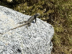 Sceloporus occidentalis
