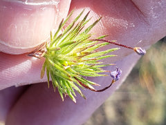 Leptosiphon androsaceus