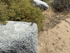 Sceloporus occidentalis