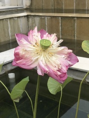 Nelumbo nucifera
