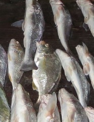 Leiostomus xanthurus
