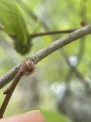 Dryocosmus floridensis