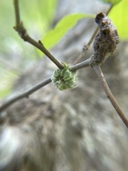 Dryocosmus floridensis