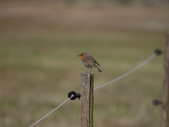 Erithacus rubecula