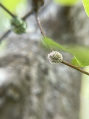 Dryocosmus floridensis