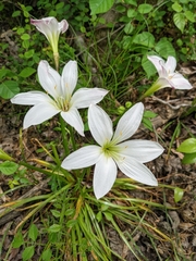 Zephyranthes candida
