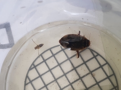 Thermonectus nigrofasciatus